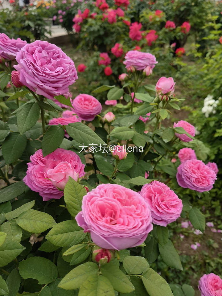 种花种菜，真快乐_花菜园