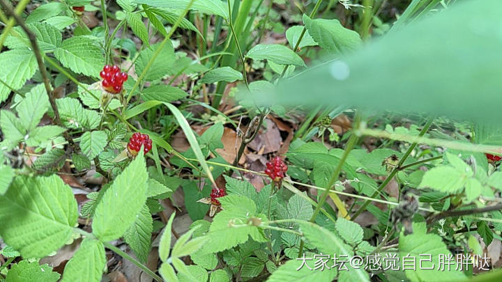 请问有小龙虾🦞料推荐吗？_美食