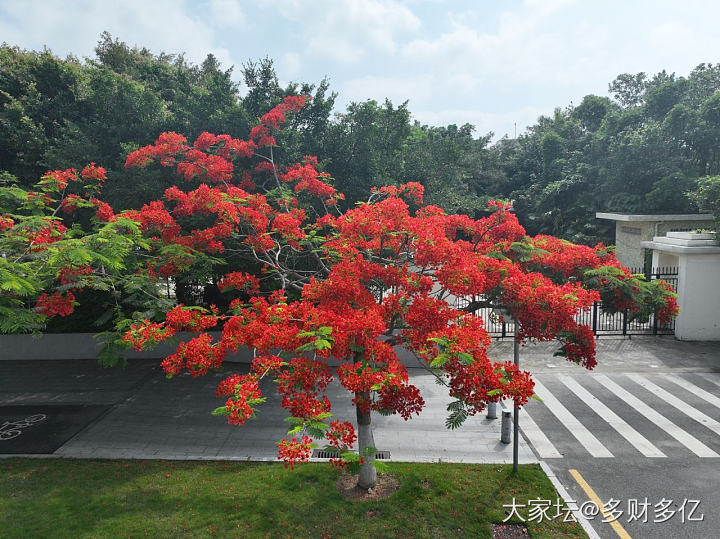 凤凰于飞_花