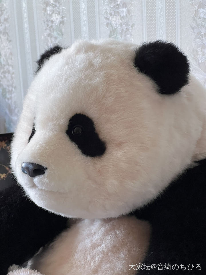 盼了一年的熊猫工厂出的福宝到家了🌝_闲聊