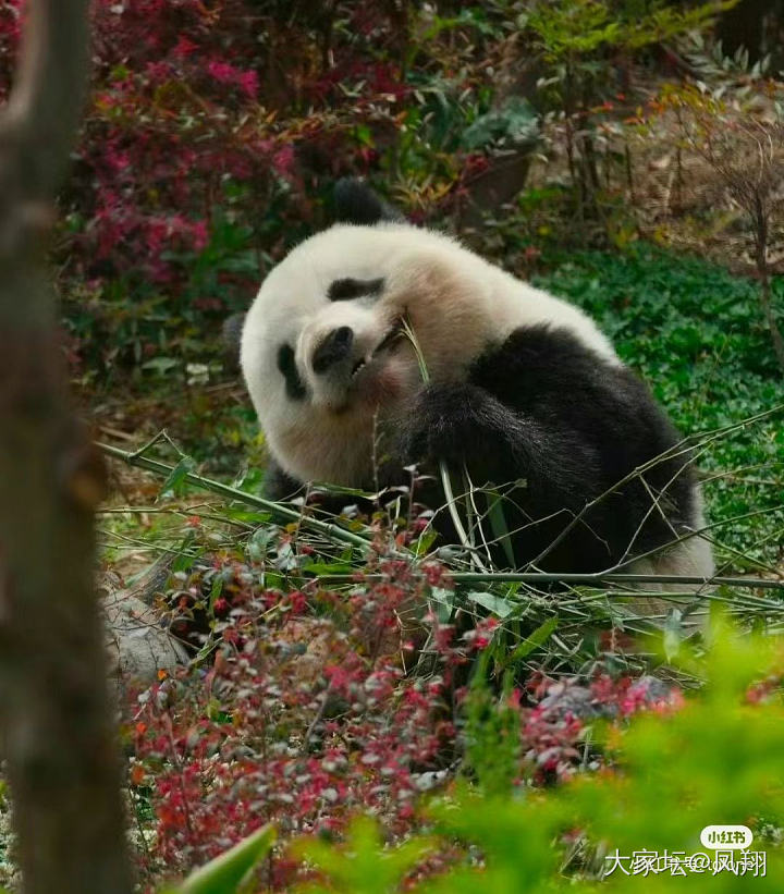 爱看小动物的视频_闲聊