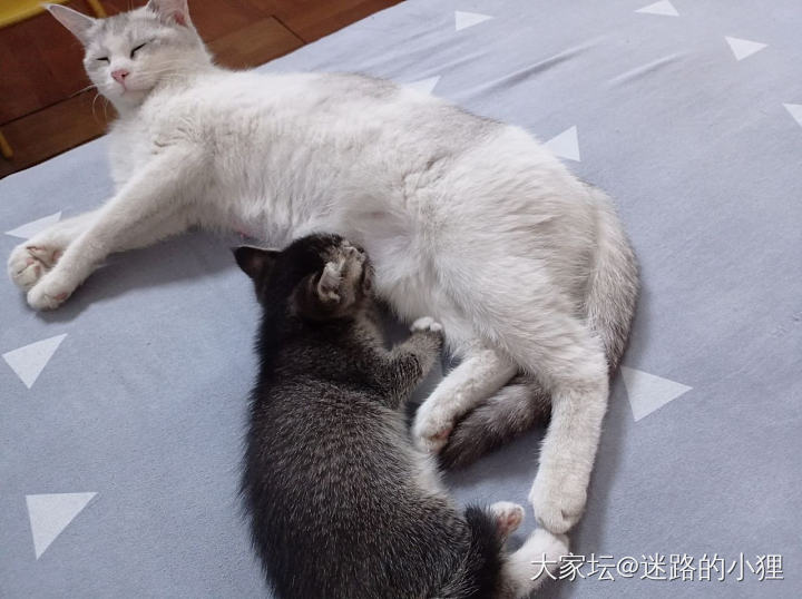 想看坛友们的奶凶😆😆😆_猫