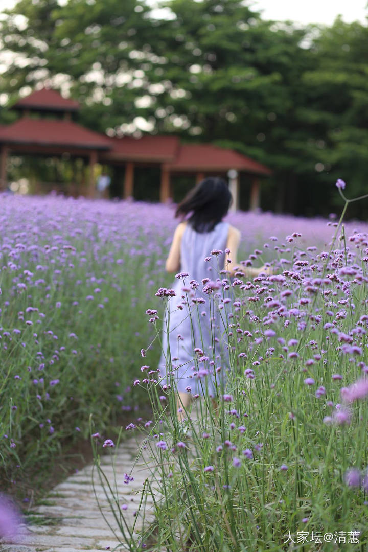 五月花海_闲聊