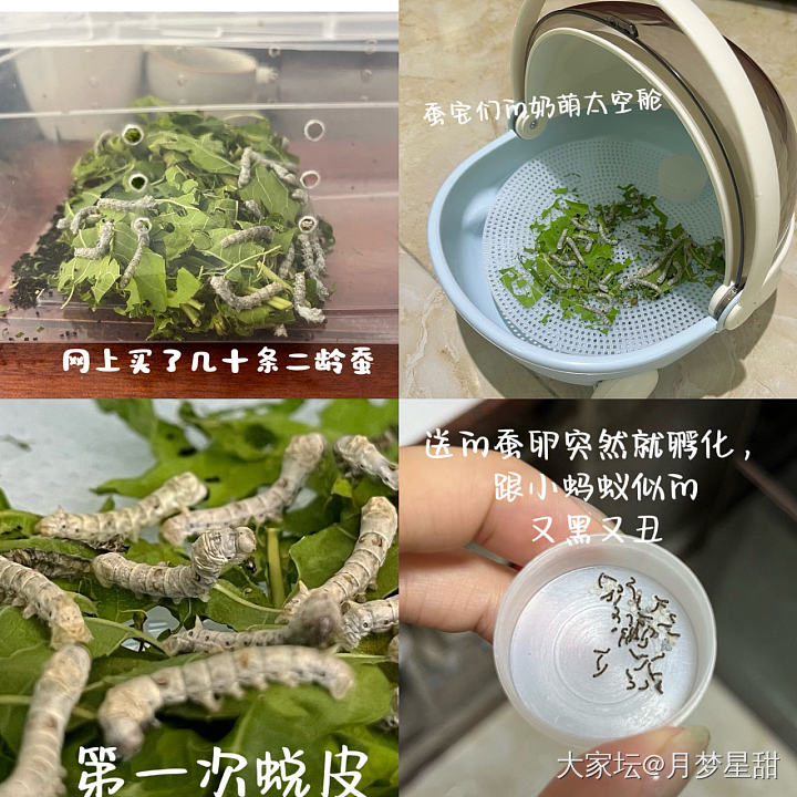 养蚕的集美们_闲聊