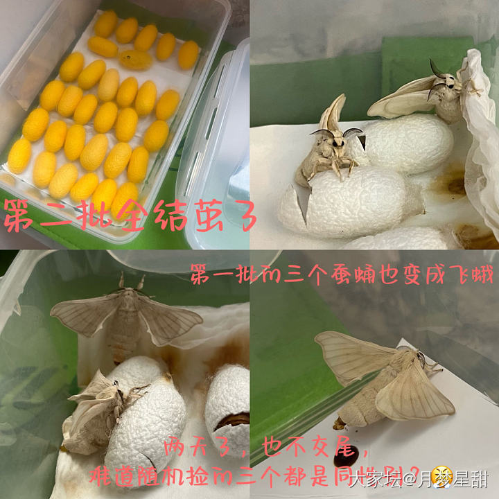 养蚕的集美们_闲聊