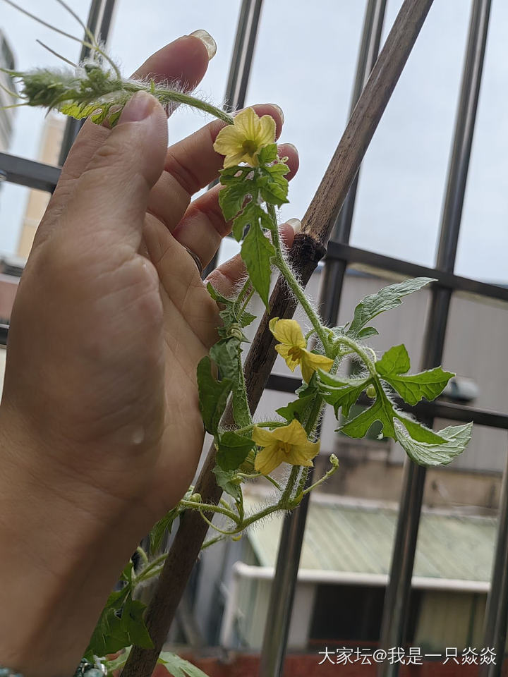 图一跟图二，西瓜雌花。_植物