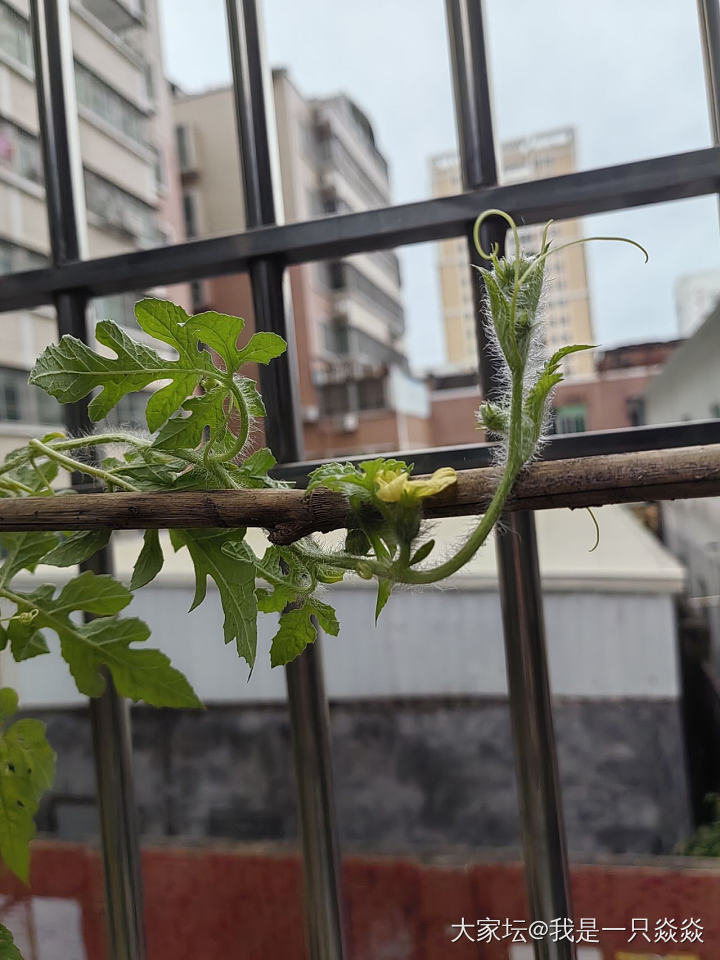 图一跟图二，西瓜雌花。_植物