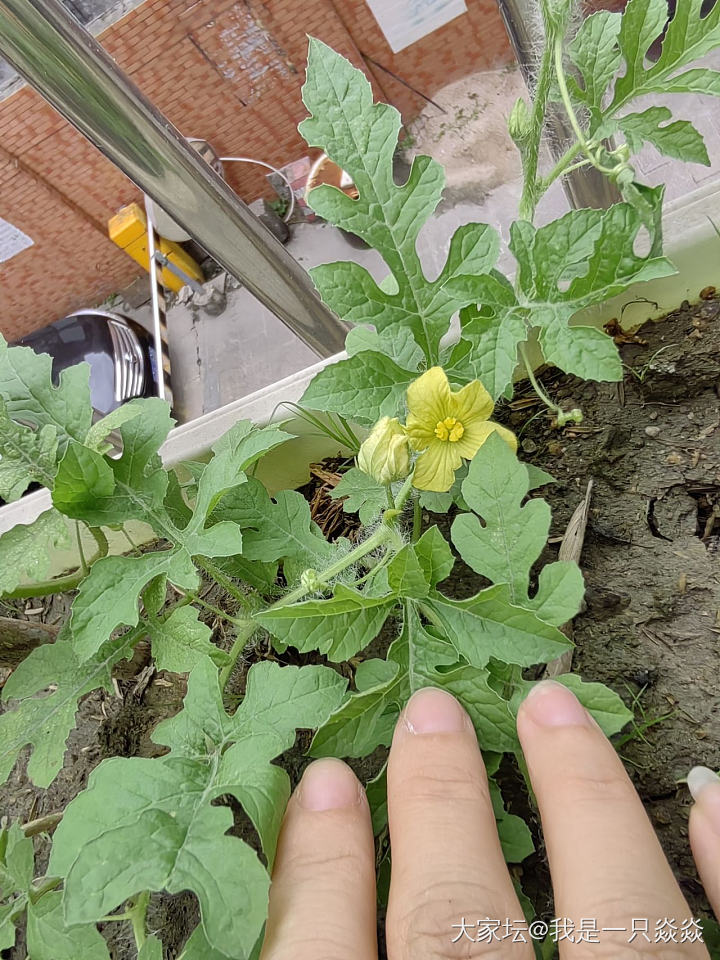 图一跟图二，西瓜雌花。_植物