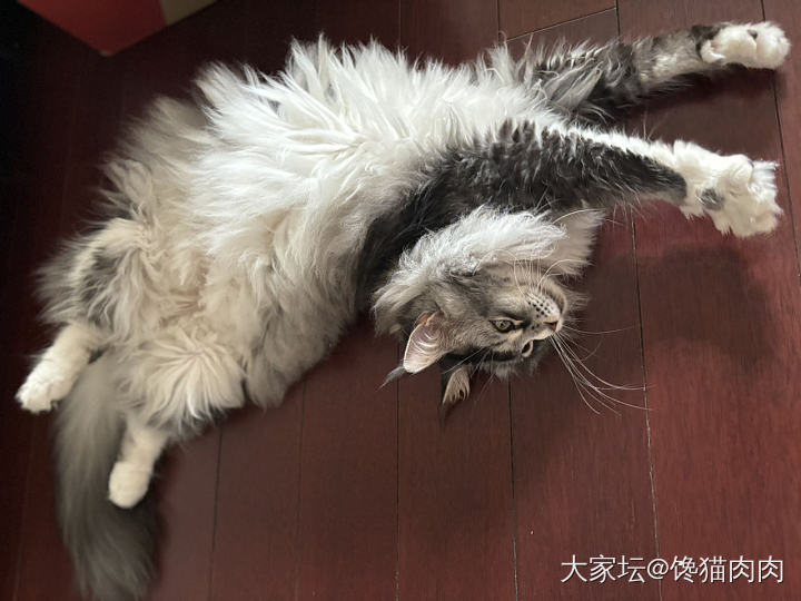 撸大猫的快乐_猫