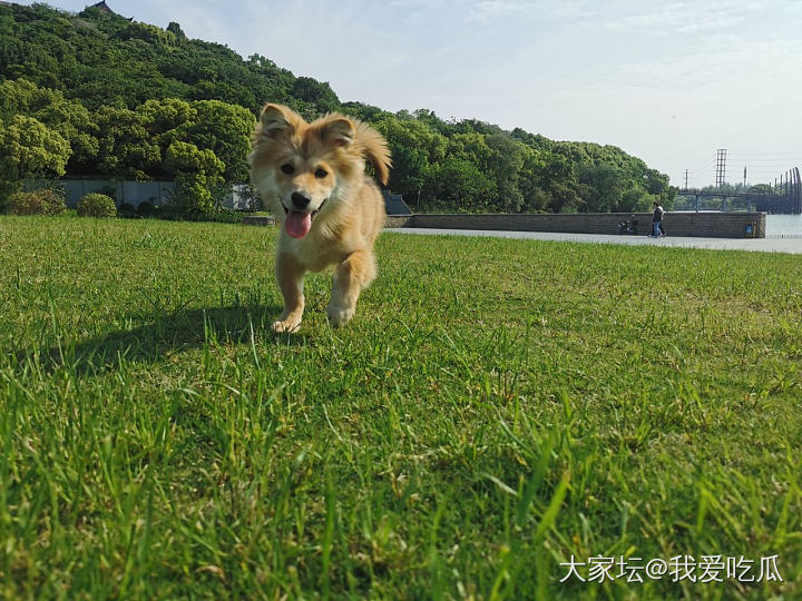 毛球五个月啦_生活宠物