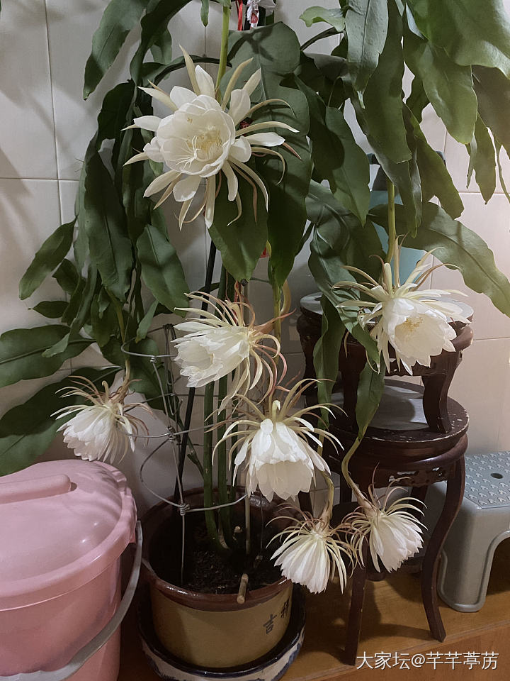 昙花_花