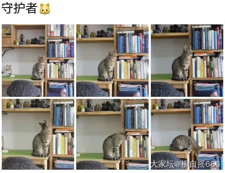 守护者＆沉湎者🐱_猫