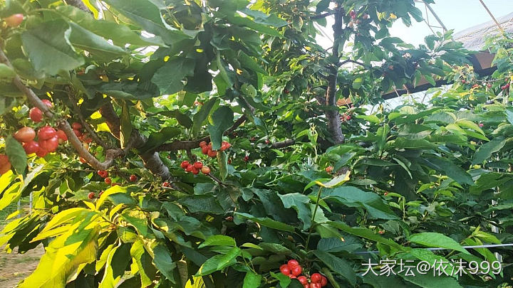 樱桃季开始了_品味