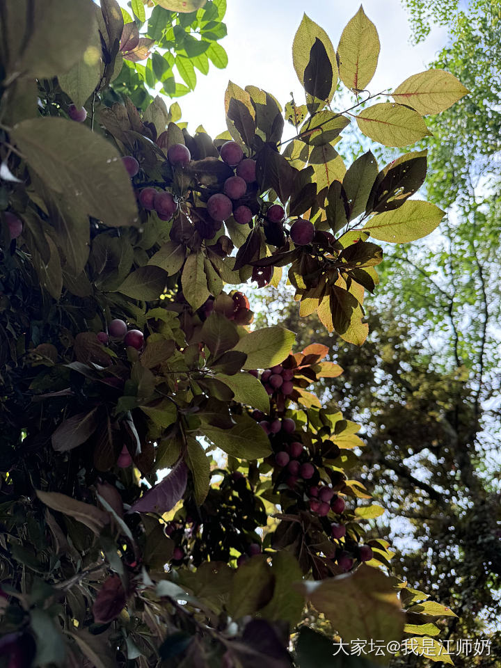 腕间繁花，心底歌唱_手镯银