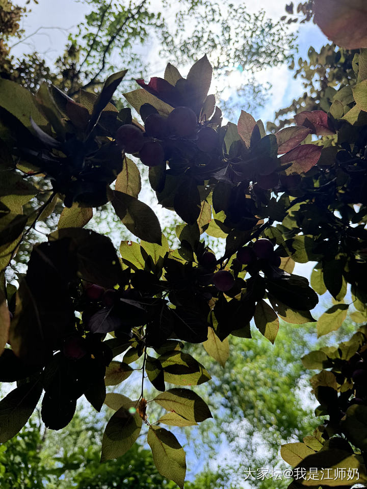 腕间繁花，心底歌唱_手镯银