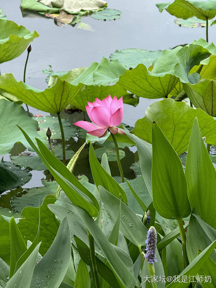腕间繁花，心底歌唱_手镯银