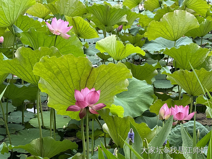 腕间繁花，心底歌唱_手镯银