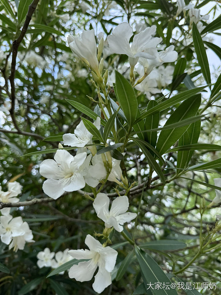 腕间繁花，心底歌唱_手镯银