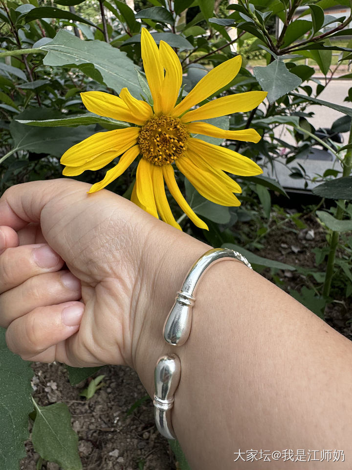 今天戴葫芦和樱花_银