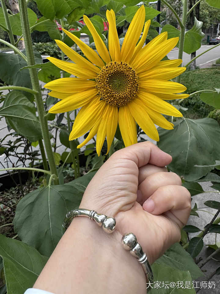 今天戴葫芦和樱花_银