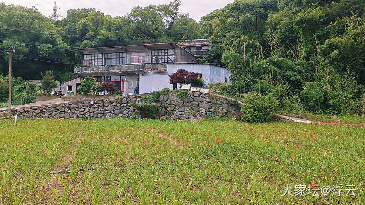 绣球花&萱草花_旅游