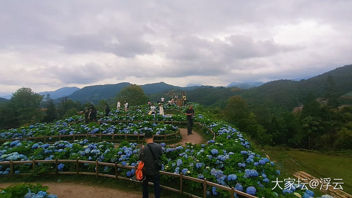 绣球花&萱草花_旅游