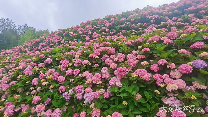 绣球花&萱草花_旅游