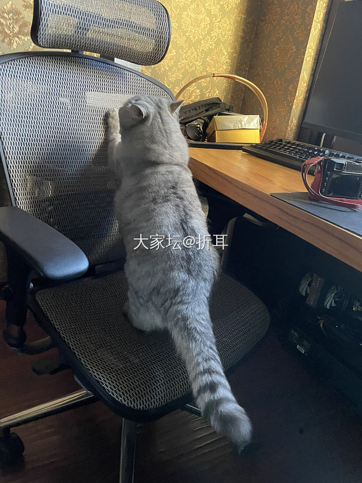 请姐妹们推荐张坐着舒服的电脑椅，价格1000-1500左右_家具