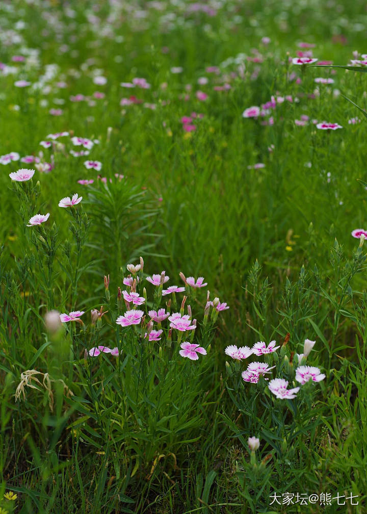 小时候经常看到的石竹花_花摄影