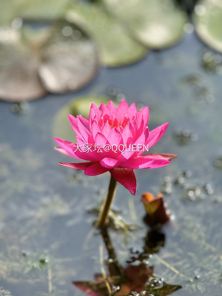 今日🌞🌿右手。。。。
🪷莲者说

几年前疯狗期入坑高价收的翠翠莲花珠，冰冰爽爽，..._翡翠