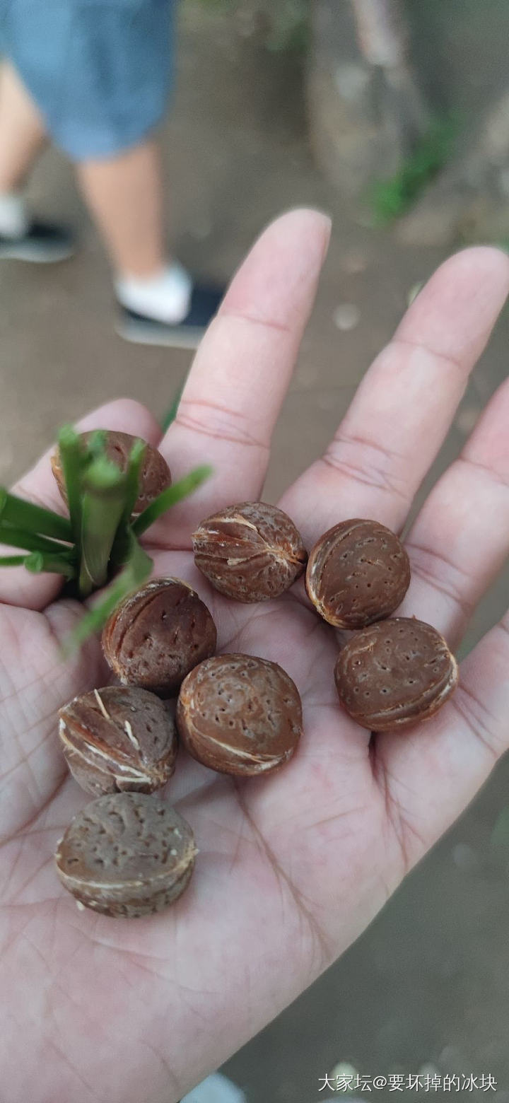 小区旁边的毛桃核_珠串文玩