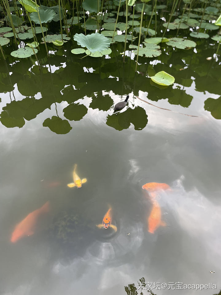 送娃考试顺便逛圆明园_金和田玉