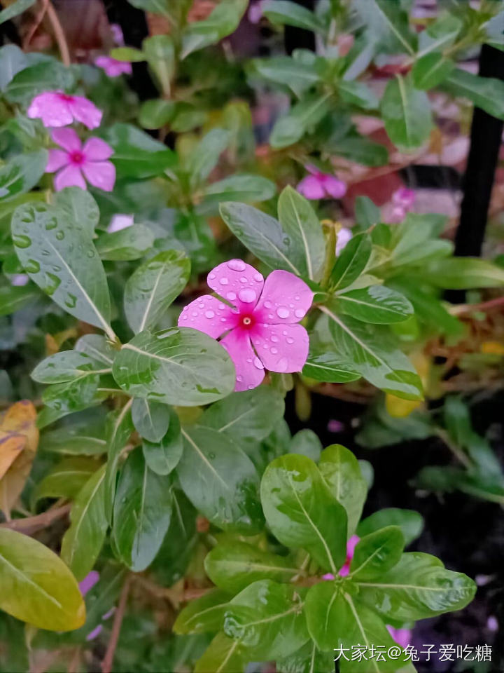 都是这朵花先动手的_彩色宝石