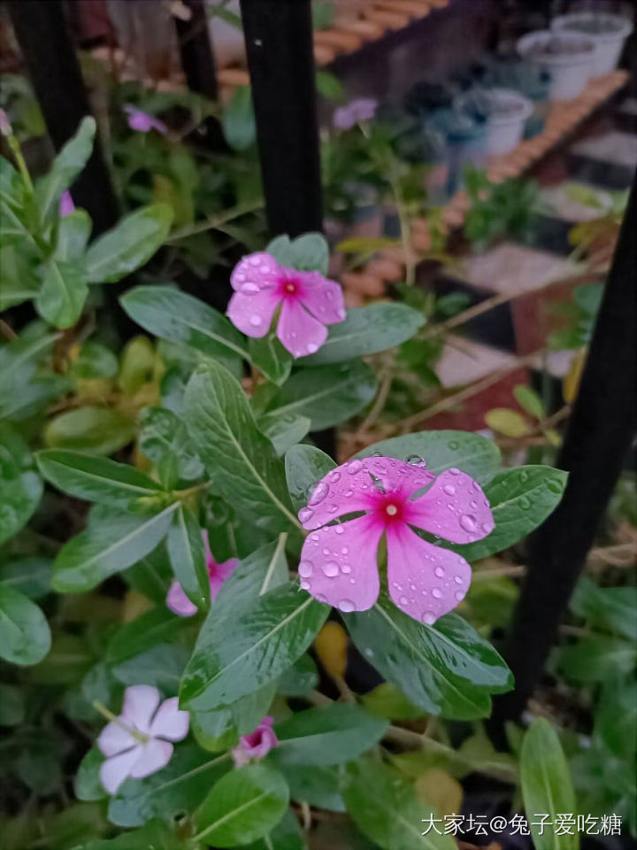 都是这朵花先动手的_彩色宝石