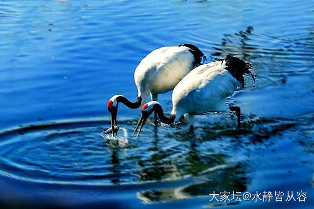 定制滑铁卢：松鹤长青秒变乌鸦喝水_银