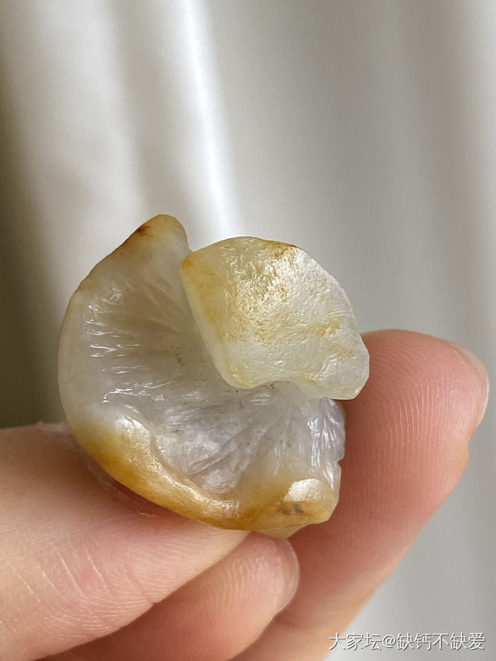 那个之前半僵火龙果被我做成了菌类_和田玉