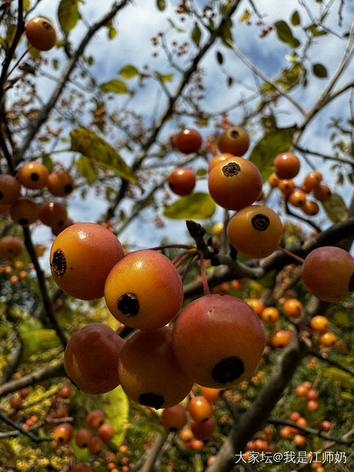 红果果_银