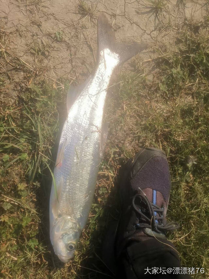 今天继续钓鱼_银