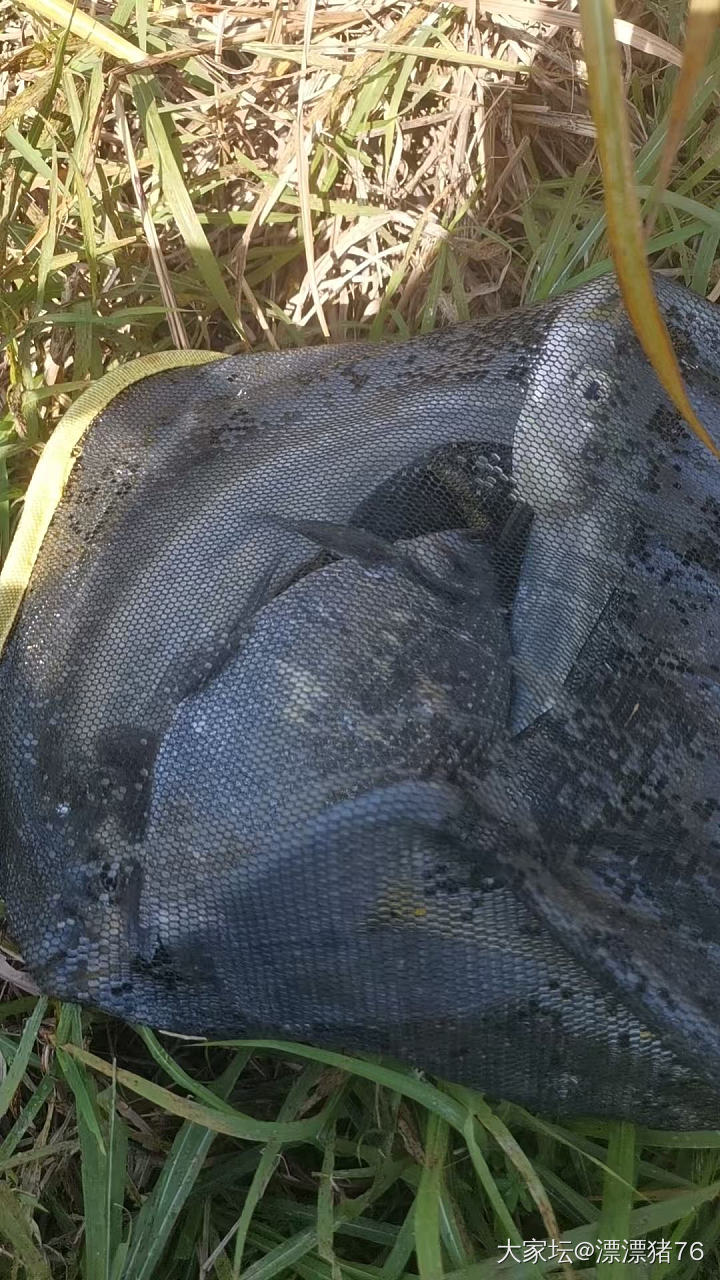 今天继续钓鱼_银