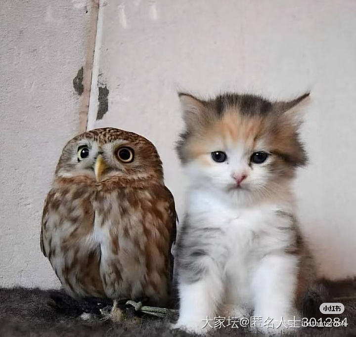 猫头鹰和猫头猫_鸟猫