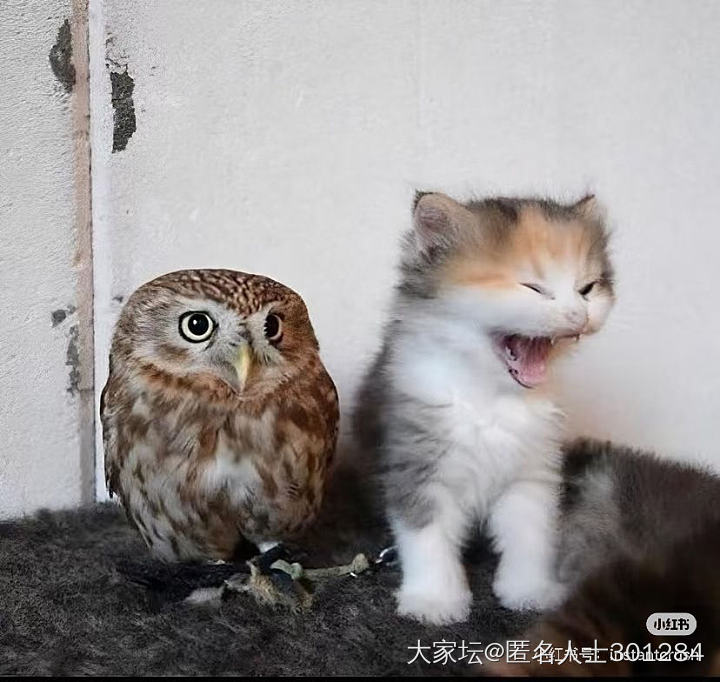 猫头鹰和猫头猫_鸟猫
