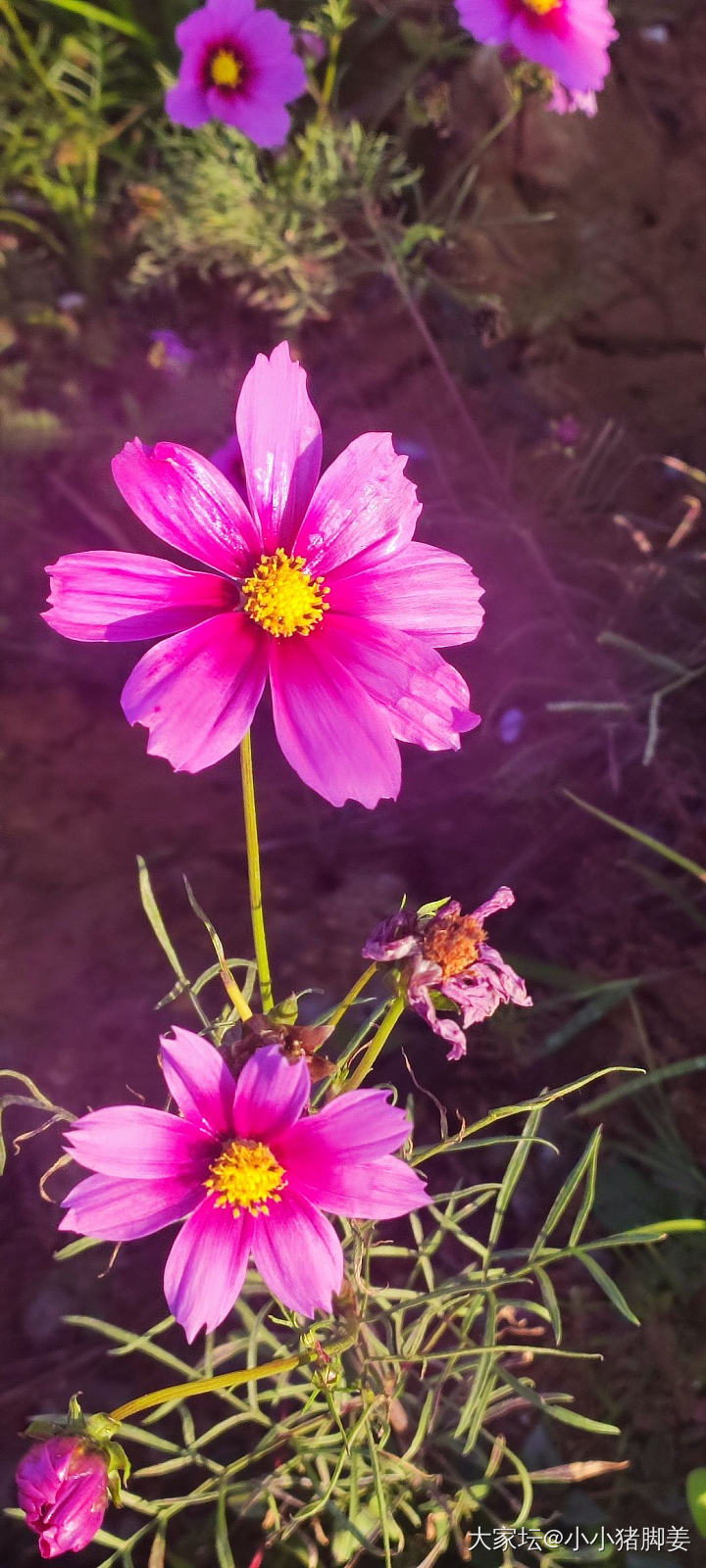 冬日的花开得很灿烂_花
