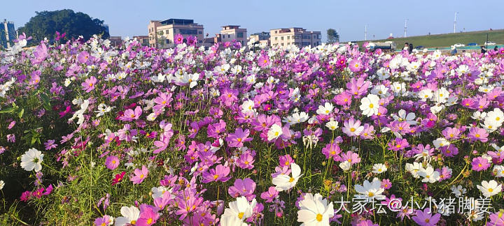 冬日的花开得很灿烂_花
