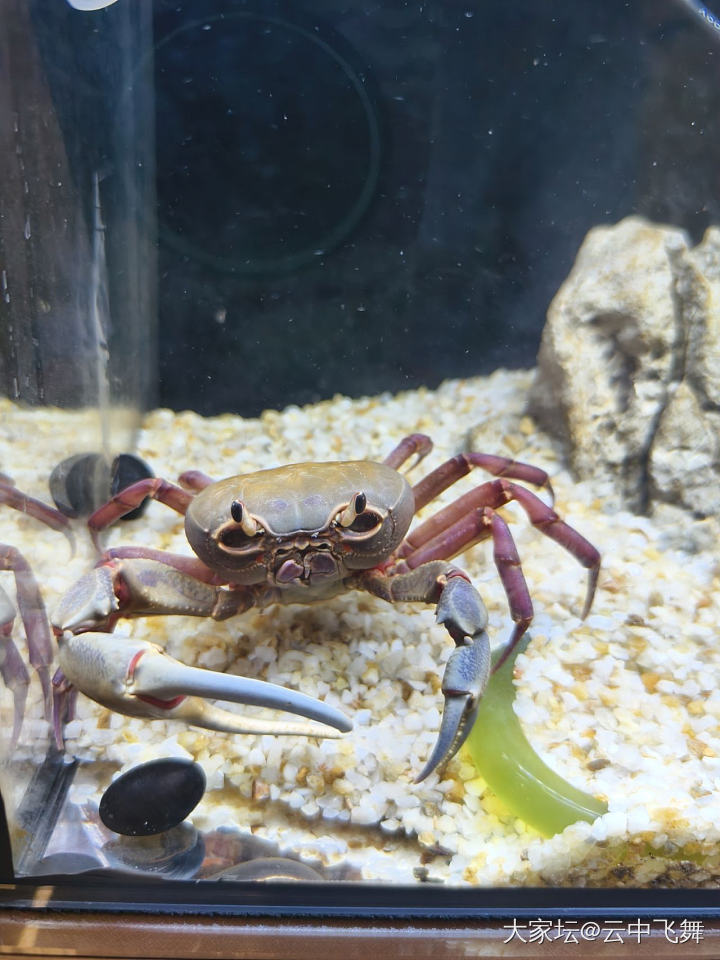 观赏蟹_水族类