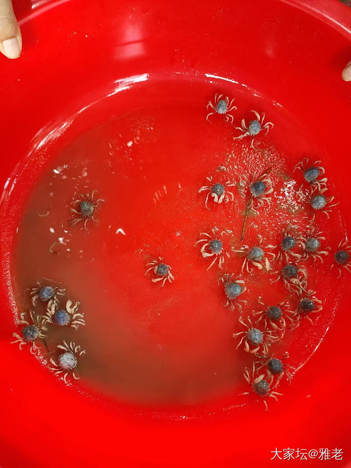 观赏蟹_水族类