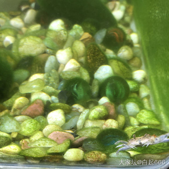观赏蟹_水族类