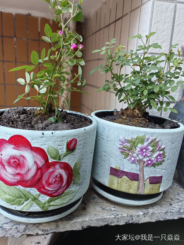 内侧那盆就是之前朋友家薅来的，_植物