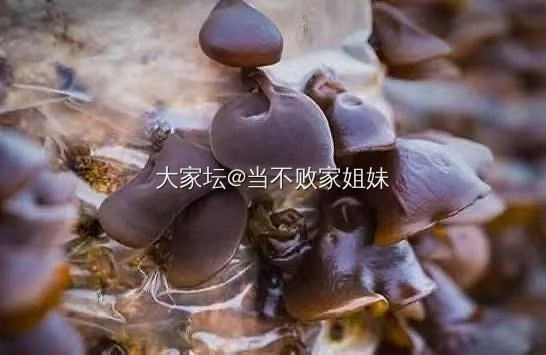 助农搞促销卖庆元高山香菇和木耳_品味