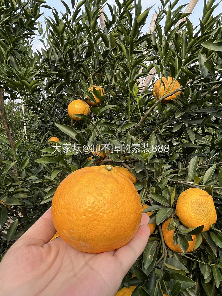 一线产区东甲新会柑_美食