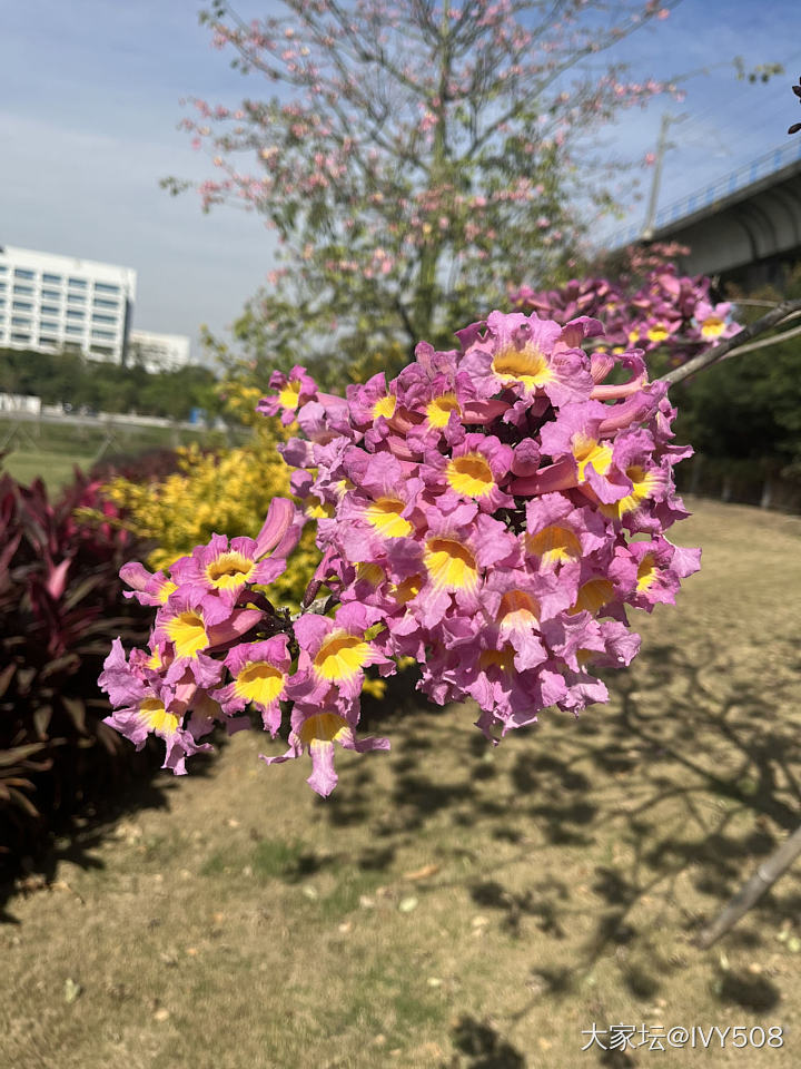 最近广州天气太好了。虽然工作繁琐，工资不高，通勤也远，但这个环境，每天仿佛都在公..._植物闲聊